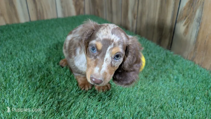 Sweetie Boy 3 AKC – Miniature Dachshund puppy for sale in Halfway, MO