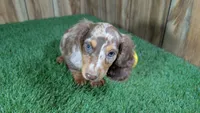 Sweetie Boy 3 AKC, a male Miniature Dachshund for sale in Halfway, MO – 1 of 6