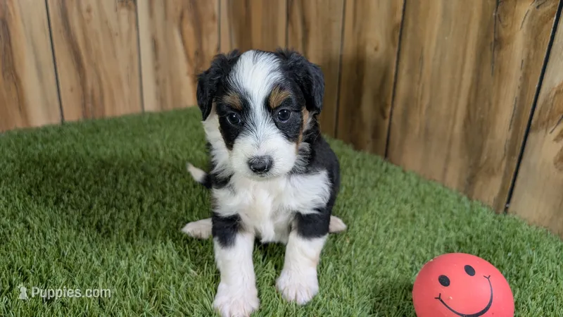 Sunset Girl 3 – Miniature Aussiedoodle puppy for sale in Halfway, MO