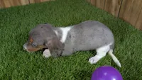 Cuties Girl 1, a female Miniature Dachshund for sale in Halfway, MO – 3 of 5