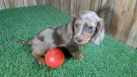 Sweetie Boy 2 AKC, a male Miniature Dachshund for sale in Halfway, MO – 4 of 5
