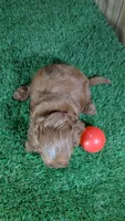 Sky Boy 4, a male Cavapoo for sale in Halfway, MO – 2 of 4