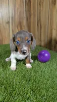 Cuties Girl 1, a female Miniature Dachshund for sale in Halfway, MO – 5 of 5