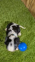 Beth boy 4, a male Cavalier King Charles Spaniel for sale in Halfway, MO – 3 of 5