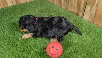 Honey Girl 3, a female Cavapoo for sale in Halfway, MO – 5 of 5