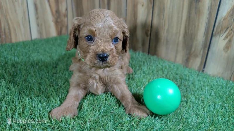 Katie Boy 1 – Cavapoo puppy for sale in Halfway, MO