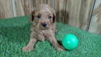 Katie Boy 1, a male Cavapoo for sale in Halfway, MO – Photo 1 of 5