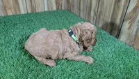 Katie Boy 1, a male Cavapoo for sale in Halfway, MO – Photo 4 of 5