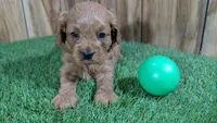Katie Boy 1, a male Cavapoo for sale in Halfway, MO – Photo 3 of 5