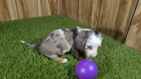 Pansy Girl 2, a female Miniature Dachshund for sale in Halfway, MO – 5 of 6