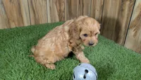 Kellee Boy 3, a male Cavapoo for sale in Halfway, MO – 3 of 4