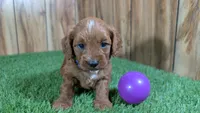 Sadie Girl 1, a female Cavapoo for sale in Halfway, MO – 2 of 5