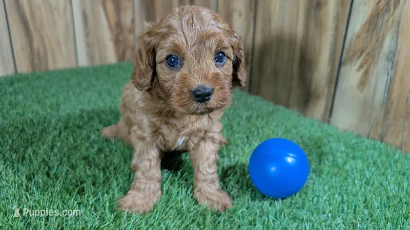 LaRae Boy 1 – Cavapoo puppy for sale in Halfway, MO