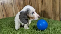 Pansy Boy 2, a male Miniature Dachshund for sale in Halfway, MO – 4 of 6