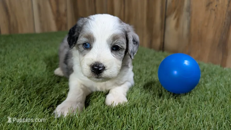 Sunset Boy 1 – Miniature Aussiedoodle puppy for sale in Halfway, MO