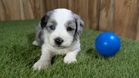 Sunset Boy 1, a male Miniature Aussiedoodle for sale in Halfway, MO – 1 of 5