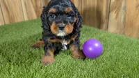 Honey Girl 5, a female Cavapoo for sale in Halfway, MO – 3 of 5