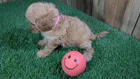 Lyla Girl 3, a female Cavapoo for sale in Halfway, MO – 4 of 5