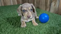 Raleigh Boy 1, a male Miniature Dachshund for sale in Halfway, MO – 2 of 4