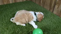 Missy Boy 1, a male Cavalier King Charles Spaniel for sale in Halfway, MO – 4 of 5