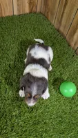 Pansy Boy 1, a male Miniature Dachshund for sale in Halfway, MO – 5 of 5