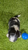 Gracie Boy 1, a male Cavalier King Charles Spaniel for sale in Halfway, MO – 3 of 5