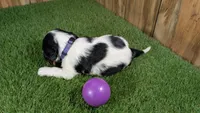 Hannah Girl 3, a female Cavalier King Charles Spaniel for sale in Halfway, MO – 4 of 5