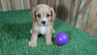 Lyla Girl 4, a female Cavapoo for sale in Halfway, MO – 2 of 5