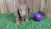 Cutie Girl 3, a female Miniature Dachshund for sale in Halfway, MO – 2 of 5