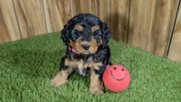 Honey Girl 3, a female Cavapoo for sale in Halfway, MO – 3 of 5