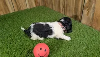 Pansy Girl 1, a female Miniature Dachshund for sale in Halfway, MO – 3 of 4
