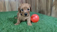 Honeycomb Boy 3, a male Poodle - Miniature  for sale in Halfway, MO – 2 of 4
