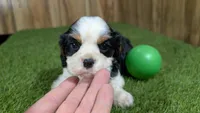 Beth boy 3, a male Cavalier King Charles Spaniel for sale in Halfway, MO – 5 of 5