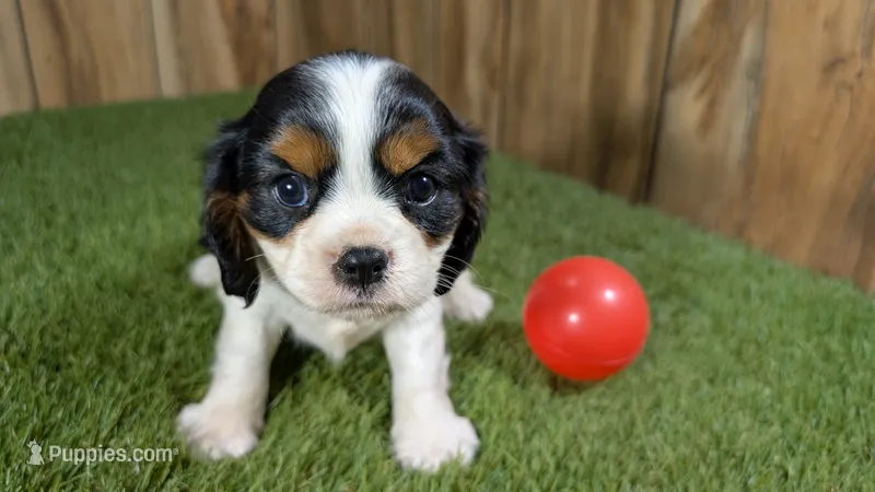 Hannah Girl 1 – Cavalier King Charles Spaniel puppy for sale in Halfway, MO