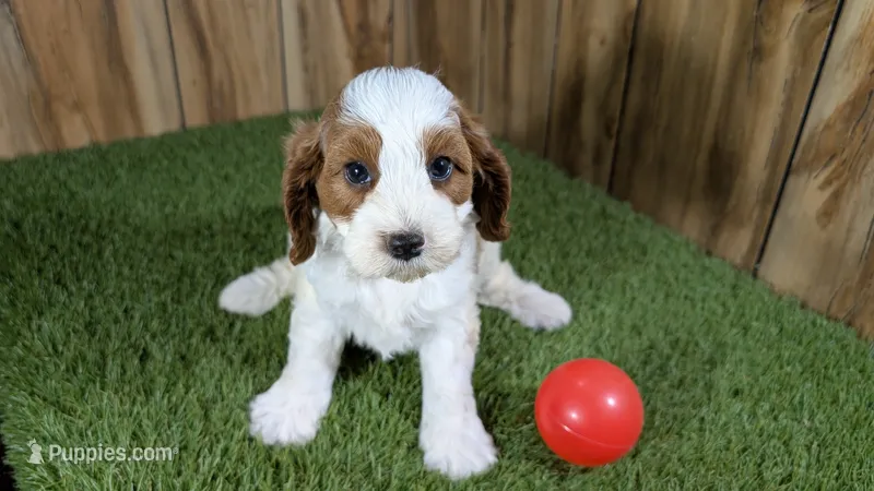 LaRae Girl 1 – Cavapoo puppy for sale in Halfway, MO