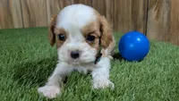 Beth Boy 1, a male Cavalier King Charles Spaniel for sale in Halfway, MO – 2 of 5