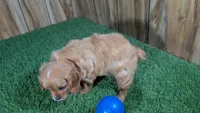 Mattie Boy 1, a male Cavalier King Charles Spaniel for sale in Halfway, MO – 5 of 6