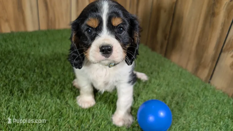 Bessie Boy 1 – Cavalier King Charles Spaniel puppy for sale in Halfway, MO