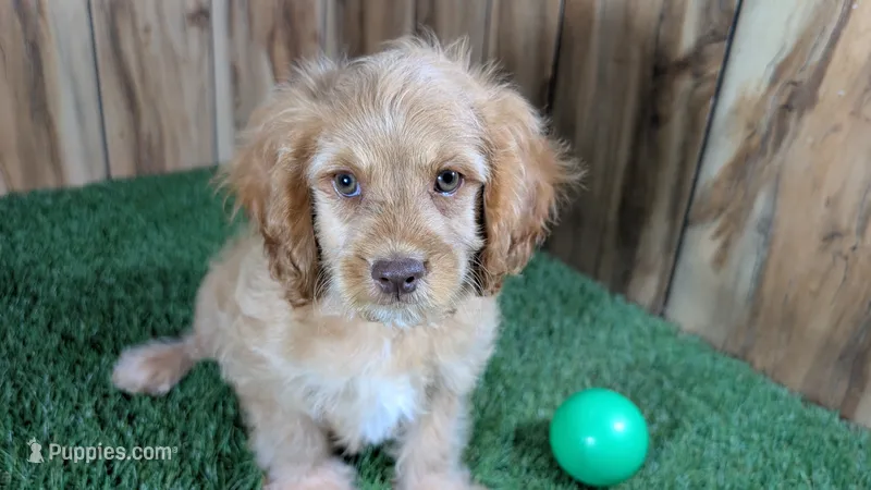 Lyla Boy 2 – Cavapoo puppy for sale in Halfway, MO