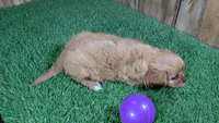 Mattie Girl 1, a female Cavalier King Charles Spaniel for sale in Halfway, MO – 4 of 5