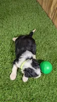 Sunset Boy 4, a male Miniature Aussiedoodle for sale in Halfway, MO – 3 of 4