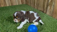 Hannah Boy 2, a male Cavalier King Charles Spaniel for sale in Halfway, MO – 5 of 6