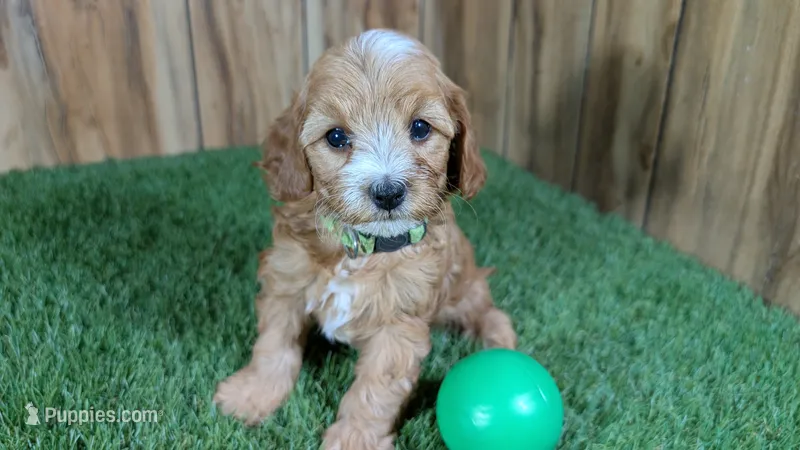 Fluffy Boy 1 – Cavapoo, Poodle - Miniature  puppy for sale in Halfway, MO