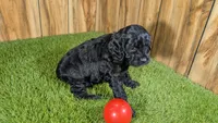 Honey Girl 6, a female Cavapoo for sale in Halfway, MO – 3 of 4