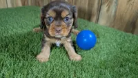 Donut Boy 2, a male Cavalier King Charles Spaniel for sale in Halfway, MO – 3 of 5