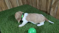 Sweetie Boy 5 AKC, a male Miniature Dachshund for sale in Halfway, MO – 5 of 5