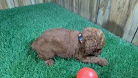 Little Honey Girl 2, a female Poodle - Miniature  for sale in Halfway, MO – 5 of 5