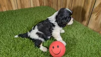 Gracie Girl 1, a male Cavalier King Charles Spaniel for sale in Halfway, MO – 4 of 5