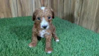 Honeycomb Boy 5, a male Poodle - Miniature  for sale in Halfway, MO – 2 of 4