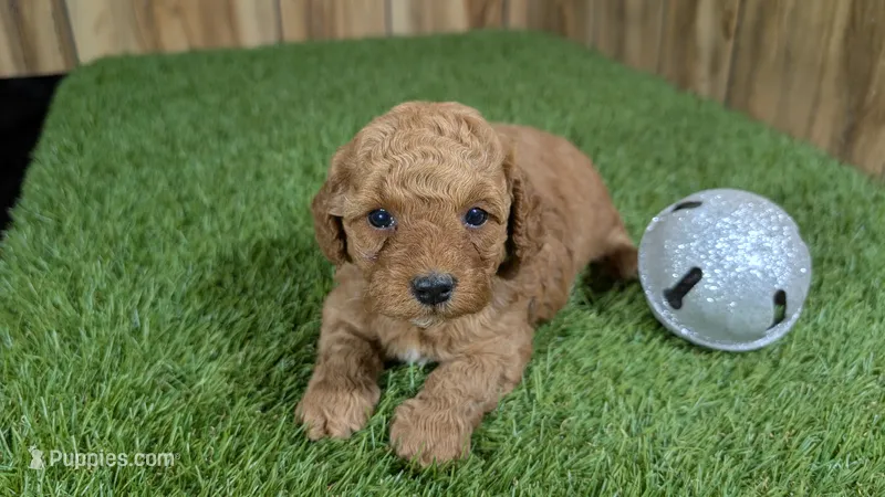 Baby Lisa Girl 2 – Poodle - Miniature  puppy for sale in Halfway, MO